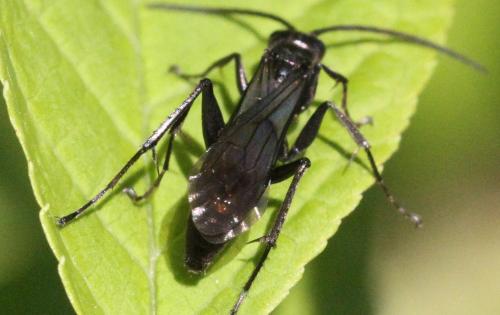 Priocnemis sp.